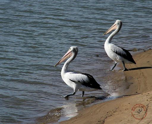 Australian Pelican 9Y185D-048.JPG